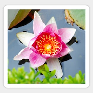 Pink Water Lilly Sticker